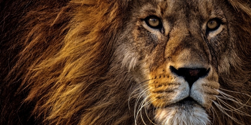 A lion for sustainable AI: Easy methods to assist a brand new normal for sustainability reporting?